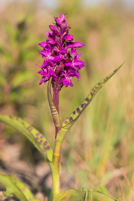 <i class='fa fa-user'></i>&nbsp;Willem Verhagen&nbsp;|  Brede Orchis&nbsp; <i class='fa fa-eye'>&nbsp;86</i> &nbsp; <i class='fa fa-comment-o'>&nbsp;1</i>
