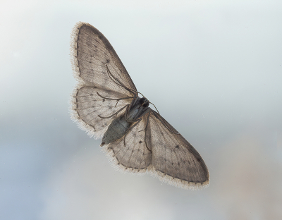 Paardenbloemspanner in vlucht .........

Of toch niet??? Nee hoor, deze zat afgelopen woensdagmorgen op mijn woonkamerraam en toen heb ik wat foto's gemaakt, buiten en binnen. 

De onderkant vond ik toch wat interessanter.

Uit de hand genomen.