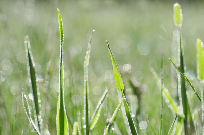 <i class='fa fa-user'></i>&nbsp;Truus Aletta Maan&nbsp;|  Gras&nbsp; <i class='fa fa-eye'>&nbsp;80</i> &nbsp; <i class='fa fa-comment-o'>&nbsp;1</i>