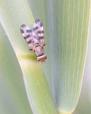 <i class='fa fa-user'></i>&nbsp;Johan van Gurp&nbsp;|  Melieria crassipennis&nbsp; <i class='fa fa-eye'>&nbsp;76</i> &nbsp;<i class='fa fa-thumbs-up'>&nbsp;2</i> &nbsp; <i class='fa fa-comment-o'>&nbsp;3</i>