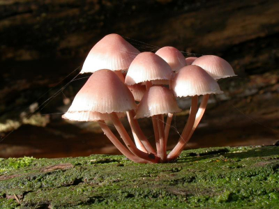 <i class='fa fa-user'></i> Wabe Bakker | Grote Bloedsteelmycena  <i class='fa fa-eye'> 124</i>   <i class='fa fa-comment-o'> 0</i>