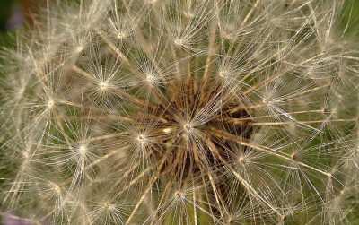 <i class='fa fa-user'></i>&nbsp;A. Soeting&nbsp;|  Paardenbloem&nbsp; <i class='fa fa-eye'>&nbsp;86</i> &nbsp; <i class='fa fa-comment-o'>&nbsp;12</i>