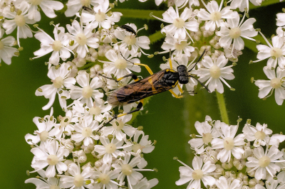 <i class='fa fa-user'></i>&nbsp;Nico_Leenheer&nbsp;|  Macrophya montana&nbsp; <i class='fa fa-eye'>&nbsp;73</i> &nbsp; <i class='fa fa-comment-o'>&nbsp;2</i>