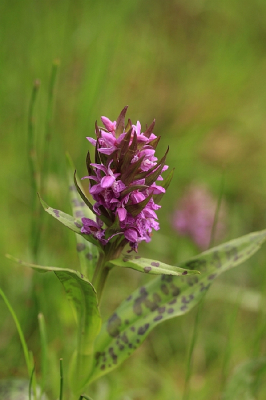 <i class='fa fa-user'></i>&nbsp;Tineke Strijbosch&nbsp;|  Brede Orchis&nbsp; <i class='fa fa-eye'>&nbsp;75</i> &nbsp;<i class='fa fa-thumbs-up'>&nbsp;1</i> &nbsp; <i class='fa fa-comment-o'>&nbsp;5</i>