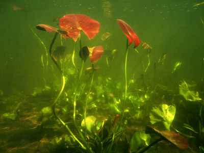 <i class='fa fa-user'></i>&nbsp;Eric Gibcus&nbsp;|  Waterlelie sp.&nbsp; <i class='fa fa-eye'>&nbsp;119</i> &nbsp;<i class='fa fa-thumbs-up'>&nbsp;4</i> &nbsp; <i class='fa fa-comment-o'>&nbsp;8</i>