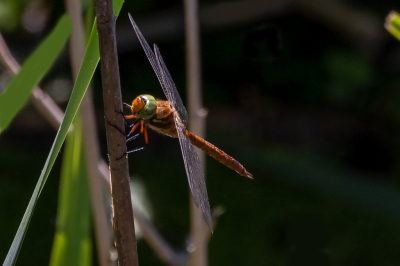 Deze prachtige rode libellensoort met groene ogen is imponerend. Ze vliegen vaak in je omgeving en komen dan dichtbij, maar ze gaan zelden (lang) zitten. Toch kreeg ik een kans.