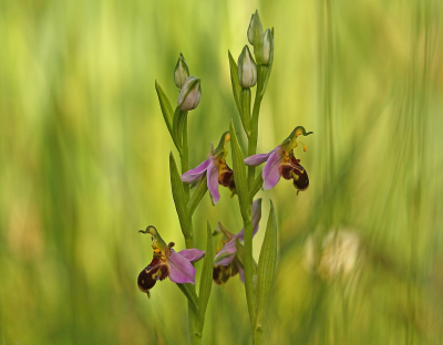 <i class='fa fa-user'></i>&nbsp;Cor&nbsp;|  Bijenorchis&nbsp; <i class='fa fa-eye'>&nbsp;154</i> &nbsp;<i class='fa fa-thumbs-up'>&nbsp;16</i> &nbsp; <i class='fa fa-comment-o'>&nbsp;17</i>