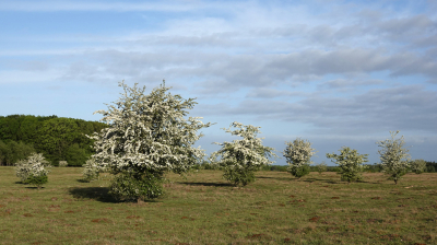 <i class='fa fa-user'></i>&nbsp;nelappelmelk&nbsp;|  Kleur in het landschap&nbsp; <i class='fa fa-eye'>&nbsp;90</i> &nbsp;<i class='fa fa-thumbs-up'>&nbsp;2</i> &nbsp; <i class='fa fa-comment-o'>&nbsp;2</i>