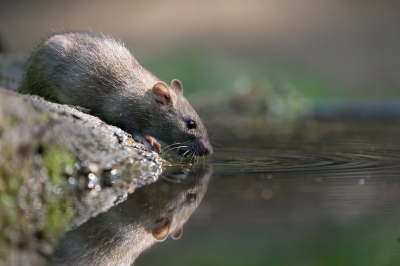 <i class='fa fa-user'></i>&nbsp;Ties Niehof&nbsp;|  Bruine Rat&nbsp; <i class='fa fa-eye'>&nbsp;98</i> &nbsp;<i class='fa fa-thumbs-up'>&nbsp;1</i> &nbsp; <i class='fa fa-comment-o'>&nbsp;4</i>