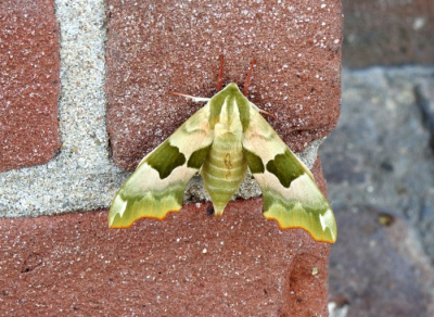 Het is niet zo,n charmante foto natuurlijk ,ik had hem liever op een mooie bloem of zo.
Maar ik vond hem toch redelijk bijzonder,en ik moest het hier mee doen.
Uit de hand genomen.