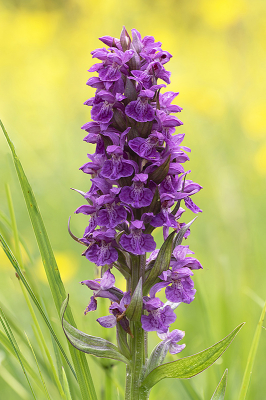 <i class='fa fa-user'></i>&nbsp;danny.declercq&nbsp;|  Brede Orchis&nbsp; <i class='fa fa-eye'>&nbsp;77</i> &nbsp; <i class='fa fa-comment-o'>&nbsp;1</i>