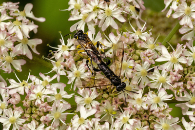 <i class='fa fa-user'></i>&nbsp;Nico_Leenheer&nbsp;|  Macrophya montana&nbsp; <i class='fa fa-eye'>&nbsp;59</i> &nbsp; <i class='fa fa-comment-o'>&nbsp;1</i>