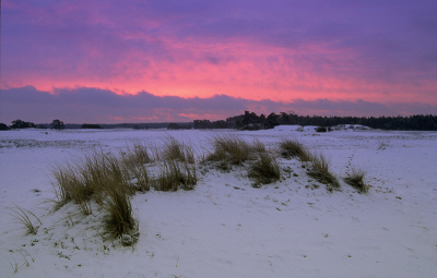 [url=http://www.tomnatuurfotografie.nl/gallery/thumbnails.php?album=lastup&cat=0&lang=dutch/]Hier[/url]