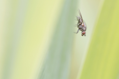 <i class='fa fa-user'></i>&nbsp;Johan van Gurp&nbsp;|  Coenosia sp.&nbsp; <i class='fa fa-eye'>&nbsp;79</i> &nbsp; <i class='fa fa-comment-o'>&nbsp;4</i>
