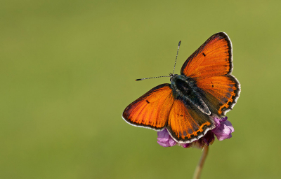 <i class='fa fa-user'></i>&nbsp;Paul Cools&nbsp;|  Rode Vuurvlinder&nbsp; <i class='fa fa-eye'>&nbsp;130</i> &nbsp;<i class='fa fa-thumbs-up'>&nbsp;4</i> &nbsp; <i class='fa fa-comment-o'>&nbsp;4</i>