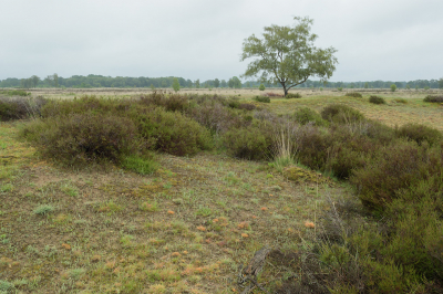 <i class='fa fa-user'></i>&nbsp;Hendrik van Kampen&nbsp;|  Ballo�rveld&nbsp; <i class='fa fa-eye'>&nbsp;91</i> &nbsp; <i class='fa fa-comment-o'>&nbsp;2</i>