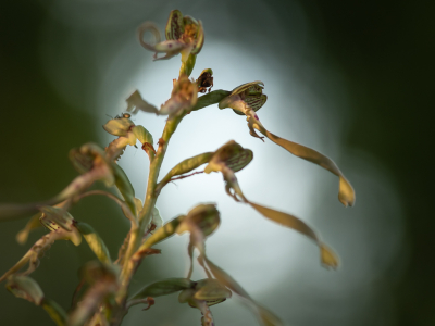 Bokkenorchis langs de kant van de weg, waar een oude betonfabriek mogelijks (onbedoeld) gezorgd heeft voor goede groeiomstandigehden voor deze zeldzame orchidee.