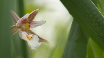 De eerste keer dat ik deze orchidee zag, in grote aantallen, in een klein natuurgebied, een waar (zeldzame) plantenparadijs.