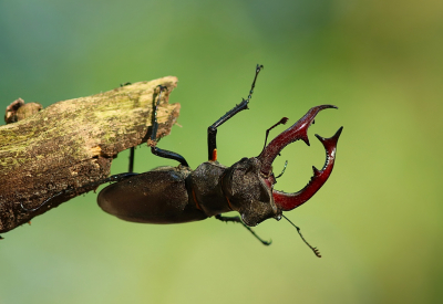 Dit is het eerste Vliegend Hert dat ik ooit ben tegengekomen, de meesten zaten op zes meter hoog in de bomen maar deze zat op ooghoogte op een tak en heeft een uur lang acrobatische toeren uitgehaald. Dus heb ik ruim honderd foto's kunnen maken op anderhalve meter afstand met een 300 mm lens. Op afstand lijken ze bijna zwart maar van dichtbij hebben ze veel kleuren.