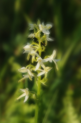 <i class='fa fa-user'></i>&nbsp;corbins&nbsp;|  Welriekende Nachtorchis&nbsp; <i class='fa fa-eye'>&nbsp;69</i> &nbsp; <i class='fa fa-comment-o'>&nbsp;4</i>