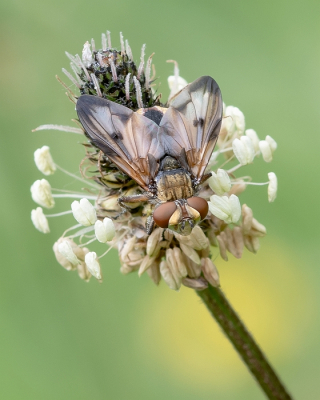 <i class='fa fa-user'></i>&nbsp;Johan van Gurp&nbsp;|  Ectophasia crassipennis&nbsp; <i class='fa fa-eye'>&nbsp;84</i> &nbsp;<i class='fa fa-thumbs-up'>&nbsp;4</i> &nbsp; <i class='fa fa-comment-o'>&nbsp;6</i>