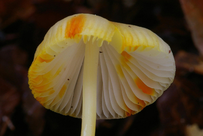 <i class='fa fa-user'></i> hanniejo | Prachtmycena  <i class='fa fa-eye'> 145</i>   <i class='fa fa-comment-o'> 1</i>