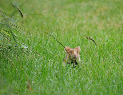 Onlangs een weekje in Hongarije geweest, hoofdzakelijk voor de vogels. Een leuke bijkomstigheid was een Hamster op het terrein waar ik verbleef.

In Zuid-Limburg, waar ik woon, beter bekend als Korenwolf. Met uitsterven bedreigd, ondanks alle maatregelen. In Hongarije wordt hij echter als plaag gezien.
 
Op het terrein werd hij regelmatig gevoerd en enkele keren kon ik hem vastleggen. Ik was en ben er uitermate blij mee.

Uit de hand genomen opname.