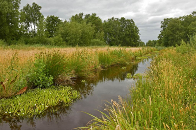<i class='fa fa-user'></i>&nbsp;kooyammers&nbsp;|  Sloot in het Loetbos&nbsp; <i class='fa fa-eye'>&nbsp;66</i> &nbsp;<i class='fa fa-thumbs-up'>&nbsp;3</i> &nbsp; <i class='fa fa-comment-o'>&nbsp;5</i>