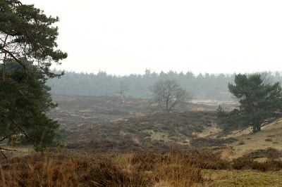 <i class='fa fa-user'></i>&nbsp;lesley van loo&nbsp;| veluwe&nbsp; <i class='fa fa-eye'>&nbsp;334</i> &nbsp; <i class='fa fa-comment-o'>&nbsp;1</i>