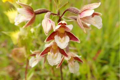 <i class='fa fa-user'></i>&nbsp;A. Soeting&nbsp;|  Moeraswespenorchis&nbsp; <i class='fa fa-eye'>&nbsp;84</i> &nbsp; <i class='fa fa-comment-o'>&nbsp;3</i>