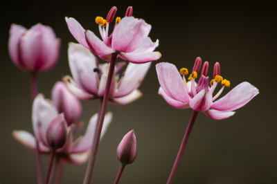 Ondanks het miezerige weer toch op pad gegaan voor 1 van mijn favoriete bloemen. De Zwanenbloemen zijn niet zo makkelijk bereikbaar maar ze zijn er weer, het lijken er wel minder dan vorige jaren helaas.