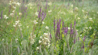 Ze zijn massaal aan het bloeien nu, hier mooi in combinatie met Moerasspirea. Genieten van al die natuurlijke boeketten.