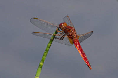 Een Vuurlibel op een Lidsteng knalt eruit met de felrode kleur.