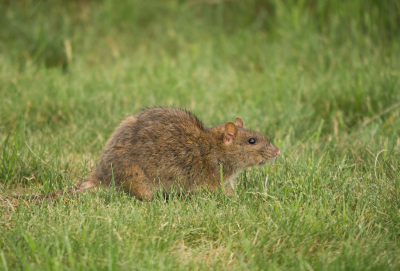 <i class='fa fa-user'></i>&nbsp;Truus Aletta Maan&nbsp;|  Bruine Rat&nbsp; <i class='fa fa-eye'>&nbsp;116</i> &nbsp; <i class='fa fa-comment-o'>&nbsp;6</i>