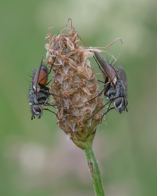 <i class='fa fa-user'></i>&nbsp;Johan van Gurp&nbsp;|  Eriothrix rufomaculata&nbsp; <i class='fa fa-eye'>&nbsp;95</i> &nbsp;<i class='fa fa-thumbs-up'>&nbsp;4</i> &nbsp; <i class='fa fa-comment-o'>&nbsp;3</i>