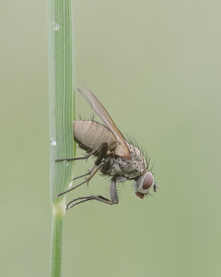 <i class='fa fa-user'></i>&nbsp;Johan van Gurp&nbsp;|  Helina sp.&nbsp; <i class='fa fa-eye'>&nbsp;97</i> &nbsp;<i class='fa fa-thumbs-up'>&nbsp;8</i> &nbsp; <i class='fa fa-comment-o'>&nbsp;5</i>