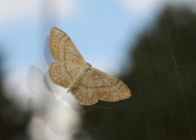 <i class='fa fa-user'></i>&nbsp;Ad Sprang&nbsp;|  Grijze Stipspanner&nbsp; <i class='fa fa-eye'>&nbsp;70</i> &nbsp; <i class='fa fa-comment-o'>&nbsp;6</i>