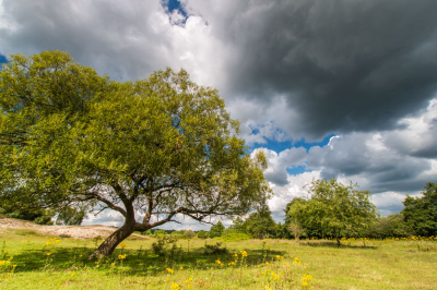 een dag met stapel wolken geeft wat mij betreft veel meer voldoening dan een blauwe hemel. opname op de 2e helft van de middag gemaakt. Ik kende het gebied niet. 
Mijn indruk is dat het een compact gebied is van jeneverbessen, heide en naald- en loofbomen.  Geprobeerd om de boom vrij te houden in het beeld maar was niet mogelijk.