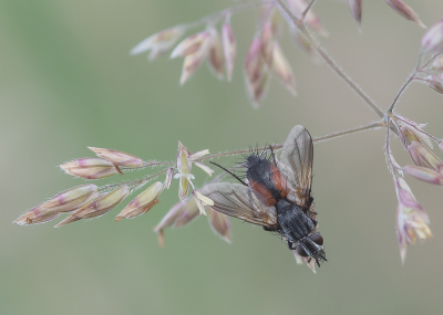 <i class='fa fa-user'></i>&nbsp;Johan van Gurp&nbsp;|  Eriothrix rufomaculata&nbsp; <i class='fa fa-eye'>&nbsp;83</i> &nbsp;<i class='fa fa-thumbs-up'>&nbsp;3</i> &nbsp; <i class='fa fa-comment-o'>&nbsp;6</i>