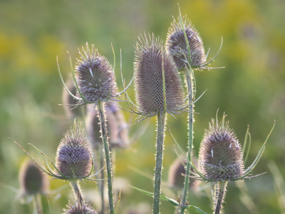 Op veel manieren geprobeerd om deze indrukwekkende plant, die nu volop bloeit, typerend in beeld te brengen, wat niet zo evident bleek. Eerder op stap geweest in dit gebiedje na een regenbui, gisterenavond was het dan een mooie zonnige avond na een regenachtige dag, het tegenlicht benadrukte mooi alle stekels van deze planten. Nu nog wachten op weer ochtendzon.