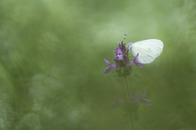 Zo uit de camera alleen een lichte invulflits scherp gesteld met liveview.
Maak zo'n foto als basis en ga dan aanpassingen maken totdat ik de sfeer verkrijg die ik voor ogen heb.