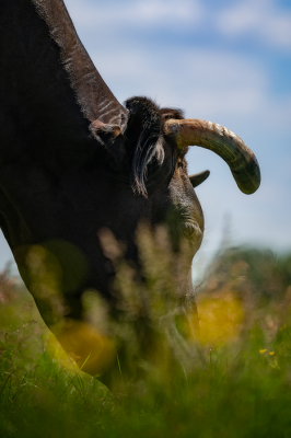 Gemaakt midden op de dag, liggend in het gras met een telezoom.