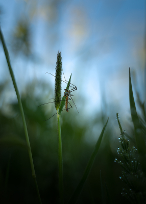 Gefotografeerd in een bijna droge sloot tijdens zonsopkomst.
Met statief en standaard zoom twee opnamen gemaakt op F14 voor complete focus en F2.8 voor bokeh.