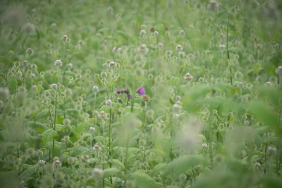 Nog maar pas de Kleine Kaardenbol ontdekt, een onopvallende, blijkbaar zeldzame, plant met mooie witte bloempjes, en als je goed kijkt zie je de gelijkenissen met de Grote Kaardenbol. Er stond een ganse bosstrook vol met deze planten, met hier en daar een verdwaalde Kruldistel.