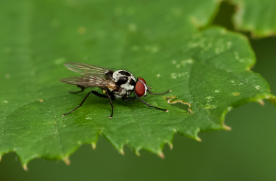 <i class='fa fa-user'></i>&nbsp;Leo Tukker&nbsp;|  Anthomyia procellaris&nbsp; <i class='fa fa-eye'>&nbsp;65</i> &nbsp; <i class='fa fa-comment-o'>&nbsp;0</i>