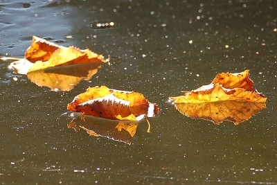 <i class='fa fa-user'></i>&nbsp;henkdikkers&nbsp;| Blaadjes&nbsp; <i class='fa fa-eye'>&nbsp;113</i> &nbsp; <i class='fa fa-comment-o'>&nbsp;3</i>