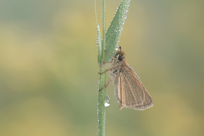 <i class='fa fa-user'></i>&nbsp;Johan van Gurp&nbsp;|  Zwartsprietdikkopje&nbsp; <i class='fa fa-eye'>&nbsp;71</i> &nbsp;<i class='fa fa-thumbs-up'>&nbsp;8</i> &nbsp; <i class='fa fa-comment-o'>&nbsp;6</i>