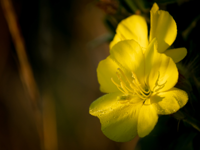<i class='fa fa-user'></i>&nbsp;KaatD&nbsp;|  Grote Teunisbloem&nbsp; <i class='fa fa-eye'>&nbsp;43</i> &nbsp; <i class='fa fa-comment-o'>&nbsp;3</i>