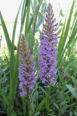 <i class='fa fa-user'></i>&nbsp;A. Soeting&nbsp;|  Grote Muggenorchis&nbsp; <i class='fa fa-eye'>&nbsp;65</i> &nbsp; <i class='fa fa-comment-o'>&nbsp;1</i>