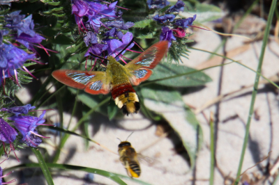 Midden op de dag in de duinen. Tijdens mijn wandeling wilde ik de plant fotograferen maar ontdekte toen deze pijlstaart vlinder.